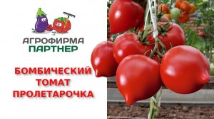 Томат бомбической формы и идеального вкуса Пролетарочка F1