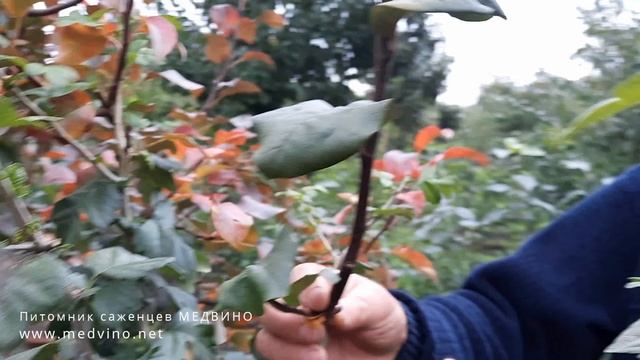 Одна особенность окулировки. Результат прививки груши на боярышник смотреть онлайн