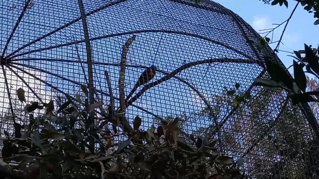 Зоопарк!!!! Для детей есть карусель! И детская площадка! )) Larisa Russian смотреть онлайн