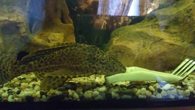 Птерик 15 17точит огурец (Pterigopliht and cucumber) смотреть онлайн