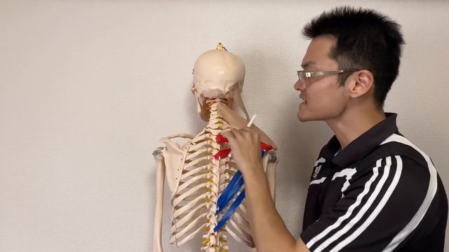 Anatomy of trapezius (English) смотреть онлайн