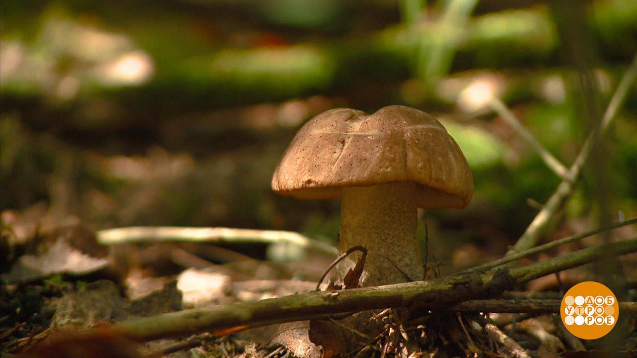 Грибники, грибники, торопитесь! Доброе утро. Фрагмент выпуска от 03.10.2019