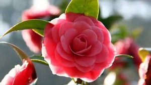 Сергей Наговицын Выборы