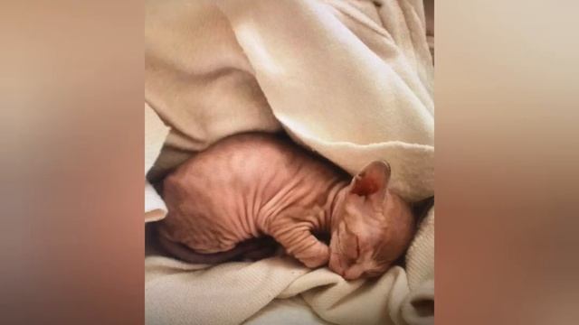 характер сфинксов смотреть онлайн