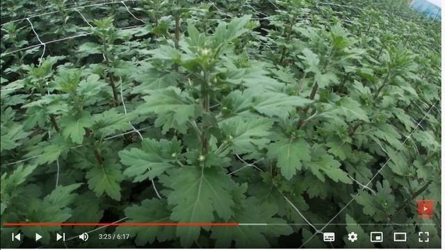 КАК ДОСТИЧЬ ОТЛИЧНЫХ РЕЗУЛЬТАТОВ НА ХРИЗАНТЕМЕ? смотреть онлайн