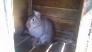 КРОЛИКИ НЕМЕЦКИЙ РИЗЕН