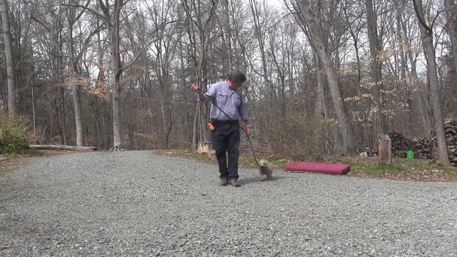 Mason Cairn Terrier Puppy Training смотреть онлайн