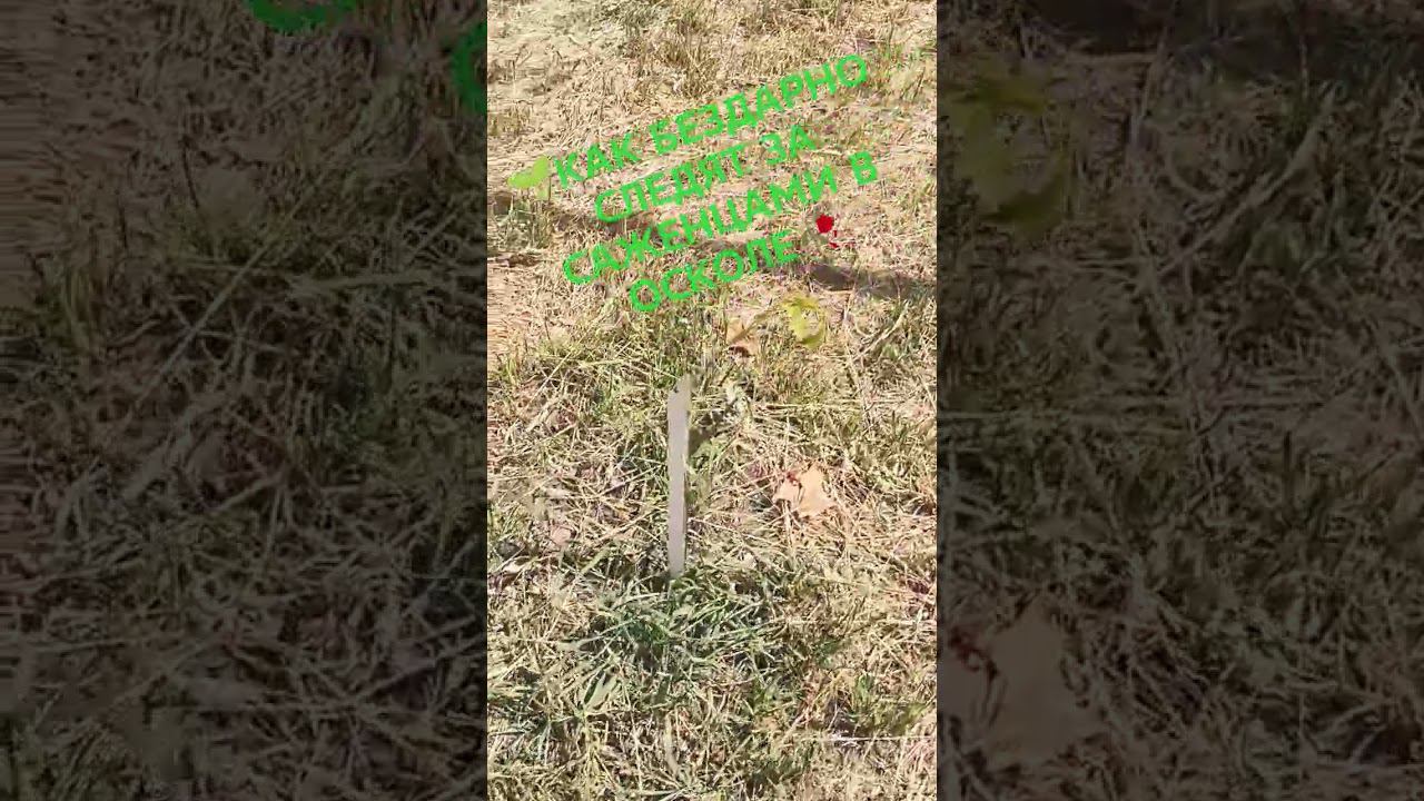 БЕЗДАРНО СЛЕДЯТ ЗА САЖЕНЦАМИ # 1 #старыйоскол #саженец #саженцы #гладков #чесноков #гибель смотреть онлайн