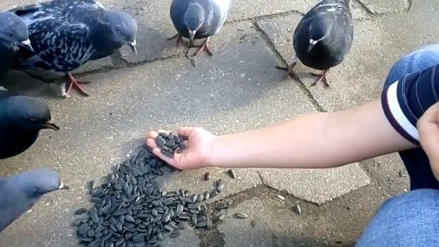 птицы ближе к людям смотреть онлайн