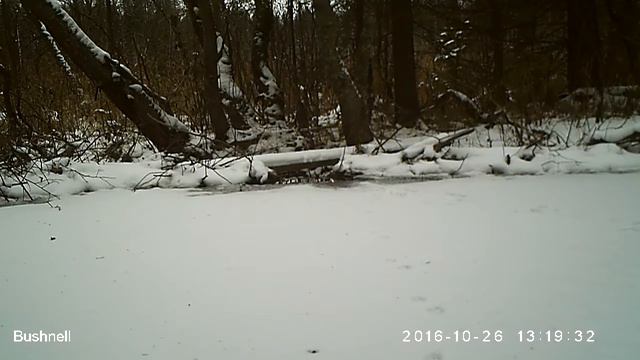 Норка 26 10 16 Висимский заповедник смотреть онлайн