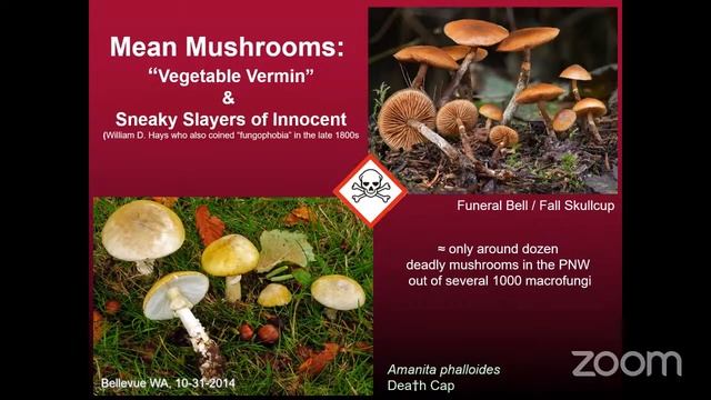 Fungal Fruits of the Forest – PNW Edible Mushrooms смотреть онлайн