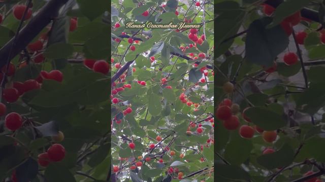 ВИШНЯ ПОЧТИ СОЗРЕЛА ИЮНЬ смотреть онлайн