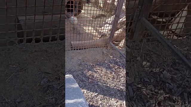 Животное барсук. смотреть онлайн