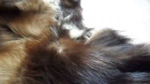 Wolverine / Skin (Росомаха / Шкура)