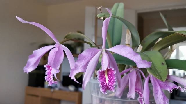 Cattleya maxima, how I grow it in semi-hydro and bloom it indoors on a windowsill in England, UK смотреть онлайн