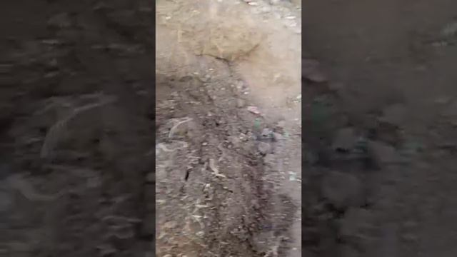 Осенняя посадка тюльпанов в пластиковые ящики. Реальные примеры и выводы. смотреть онлайн
