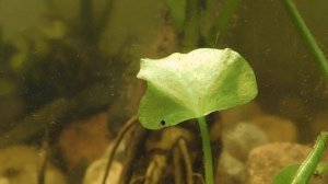 Растения для искусственного водоёма. Пруд на даче.