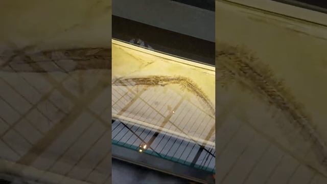 Музей естествознания в Берлине смотреть онлайн