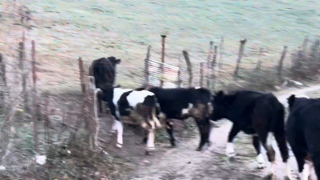 Animal husbandry in the village, taking care of cows and milking cows смотреть онлайн