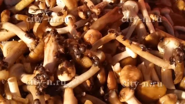 Нежданные гости из опят заполонили дом смотреть онлайн