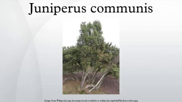 Juniperus communis