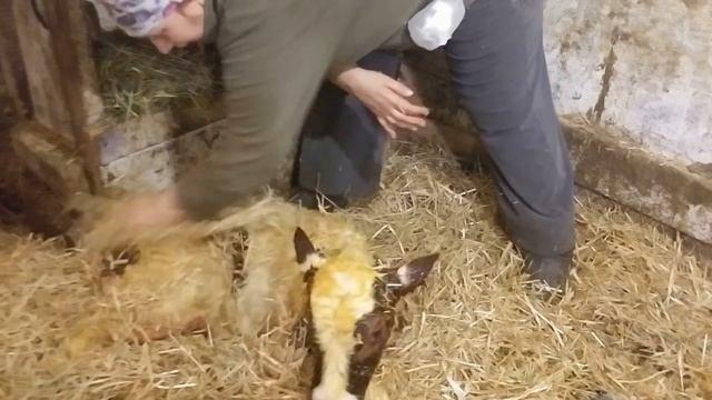 Долгожданный отел Ромашки смотреть онлайн