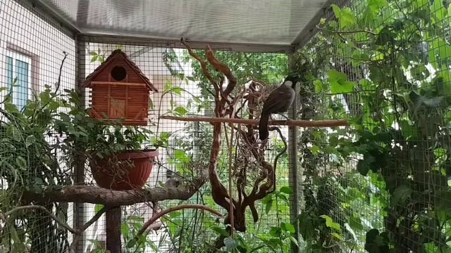 Белощёкая тимелия (garrulax chinensis) смотреть онлайн