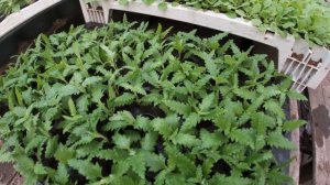 Правильное черенкование вербены ампельной.