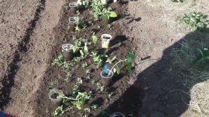 ВЫРАЩИВАНИЕ ФИЗАЛИСА ЗЕМЛЯНИЧНОГО, ШАГ 3№ ВЫСАДКА В ОТКРЫТЫЙ ГРУНТ