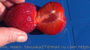 АНАИС десертного вкуса ремонтантный сорт клубники