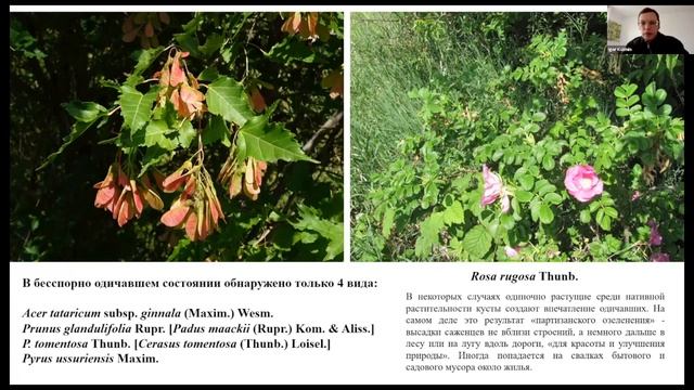 Растения Дальнего Востока в озеленении города Тюмени и их инвазионный потенциал смотреть онлайн