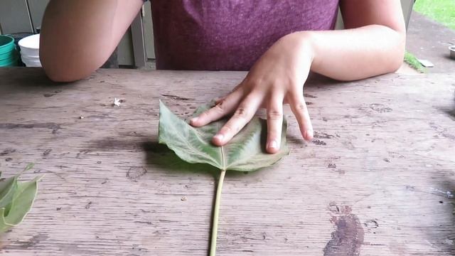 Kukui Lei Making Tutorial смотреть онлайн
