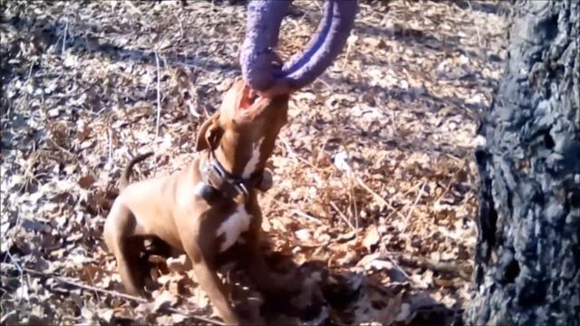 Питбуль Габи. Всё понемногу. смотреть онлайн