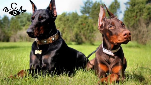 ДОБЕРМАН - ЛЮБОПИТНИ ФАКТИ И ПОВЕДЕНИЕ а.С.м смотреть онлайн