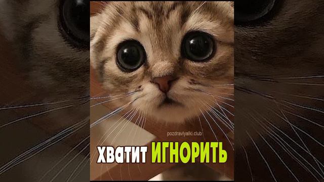 хватит игнорить смотреть онлайн