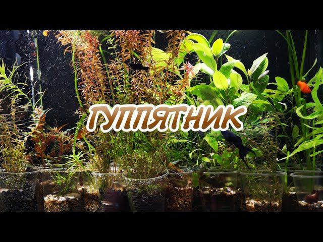 АКВАРИУМ С ГУППИ смотреть онлайн