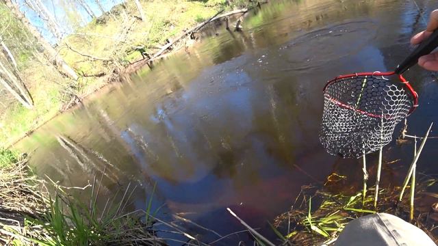 Голавль в мае на малой реке смотреть онлайн