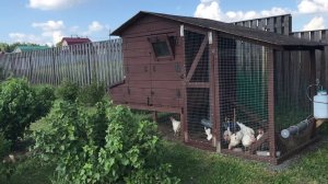 Курятник своими руками на 10 кур. Деревянный каркас.