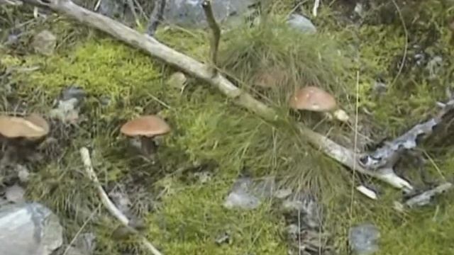 Поездка за грибами с Алёшей смотреть онлайн