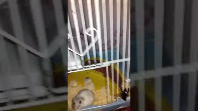 Кажется мой хомячок Хомка сломал лапку смотреть онлайн