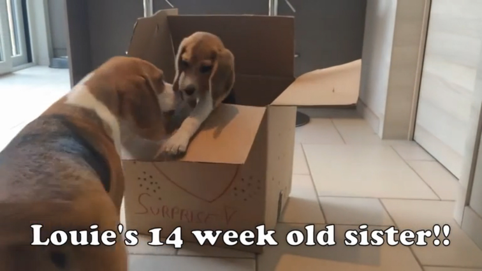 Лучший подарок на день рождения пёсику смотреть онлайн