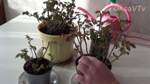 Уход за комнатной розой: будим розу после зимовки. Цветоводство с Оксаной Валерьевной.