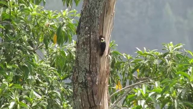 Melanerpes formicivorus смотреть онлайн