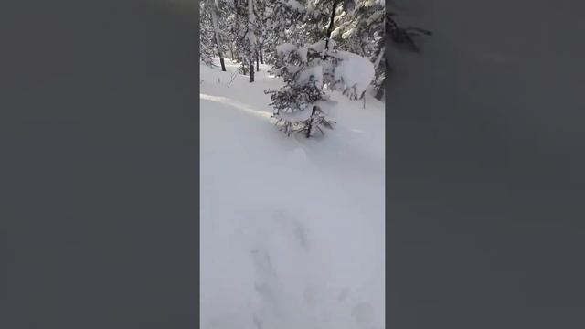 Фрирайд Шерегеш. Проведу потаенными тропками за двадцатку ??