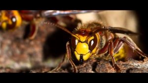 ШЕРШНИ. ИНТЕРЕСНЫЕ ФАКТЫ О ШЕРШНЯХ