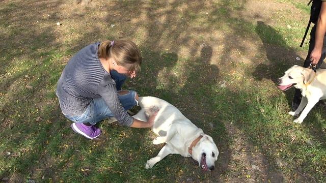 Почеши ПУЗИКО! Толстая Веселая ЛАБРАДОР НЕССИ. смотреть онлайн
