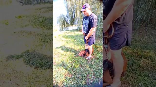 💣ПУШЕЧНОЕ💣СИЛОВОЕ УПРАЖНЕНИЕ 💪💪💪 смотреть онлайн