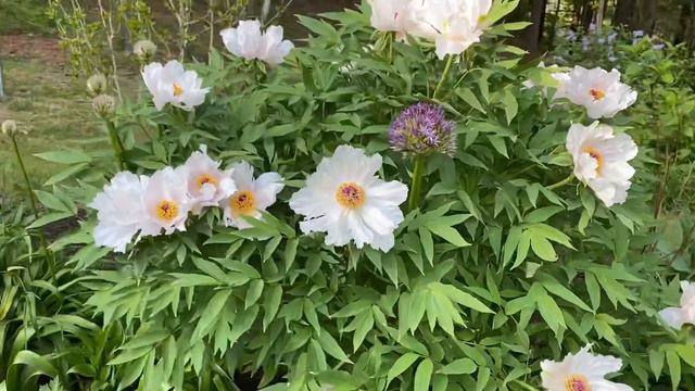 Tree Peony Garden Tour 2020