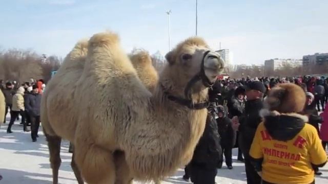 Верблюды зимой смотреть онлайн
