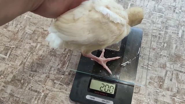 Индюшатам 2 недели. Плохо растут и не набирают вес. смотреть онлайн